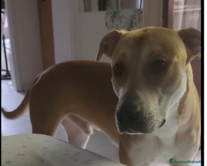 Meticcio cani 2anni mix molossino URGENTE STALLO/ADOZIONE.MILANO - Annuncio 1