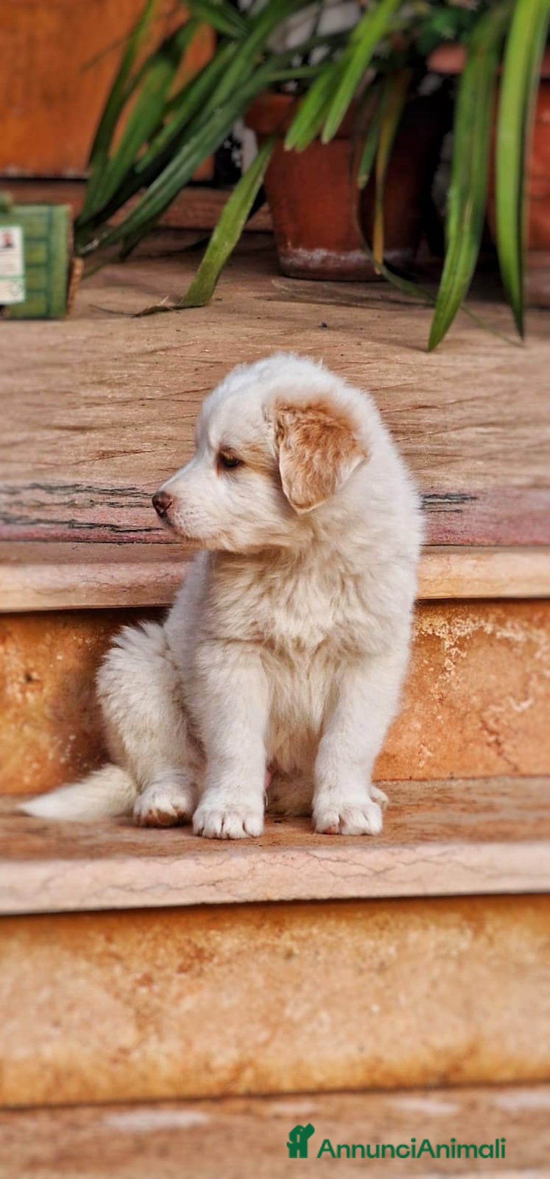 Meticcio cani in regalo: RAYAN 💙-cucciolo di pastore.Non lasciamolo in box - Annuncio 2