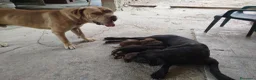 Cane Corso cani in vendita: Vendesi cuccioli cane corso Frosinone  - Annuncio 5
