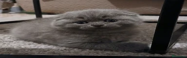 Scottish fold
