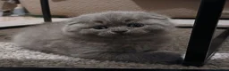 Scottish gatti in vendita: cuccioli scottish fold e straight  - Annuncio 2