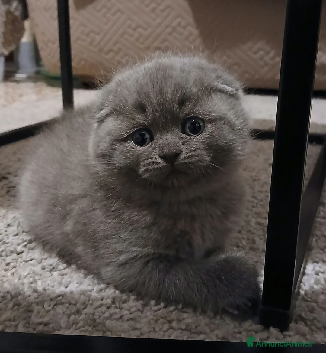 Scottish gatti in vendita: cuccioli scottish fold e straight  - Annuncio 2