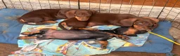 Bassotto cani in vendita: Bassotti - Annuncio 10