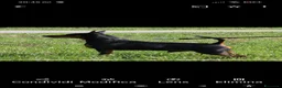 Pinscher Miniatura cani in vendita: Pinscher nano  - Annuncio 25