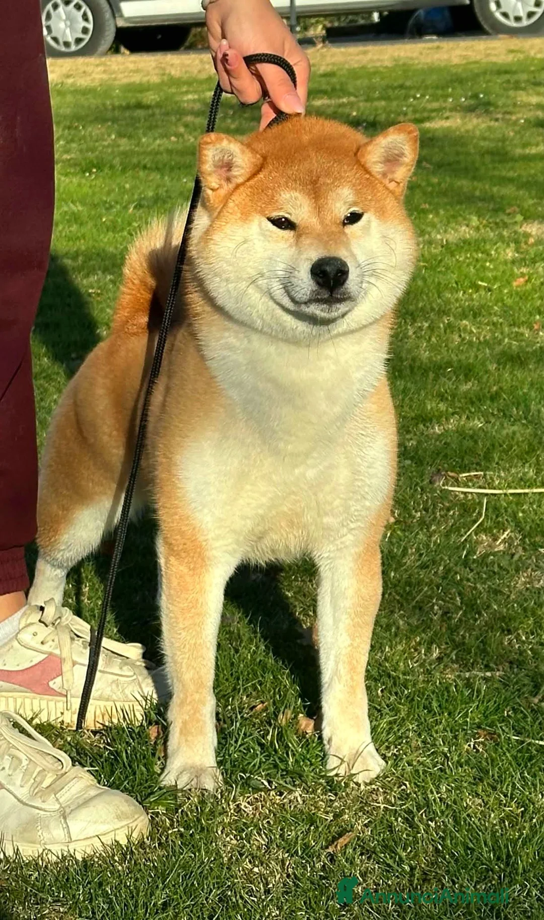 Shiba Inu cani in vendita: SHIBA CUCCIOLI DISPONIBILI  - Annuncio 1