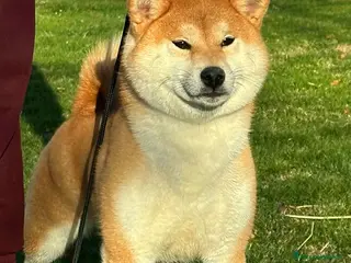 Shiba Inu cani SHIBA CUCCIOLI DISPONIBILI - Annuncio 1