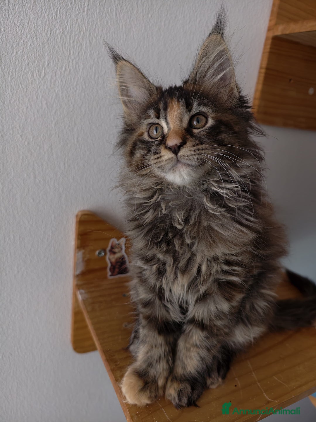 Maine Coon gatti in vendita: Bellissima cucciola Maine Coon  - Annuncio 1