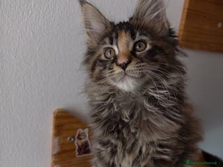 Maine Coon gatti Bellissima cucciola Maine Coon - Annuncio 23