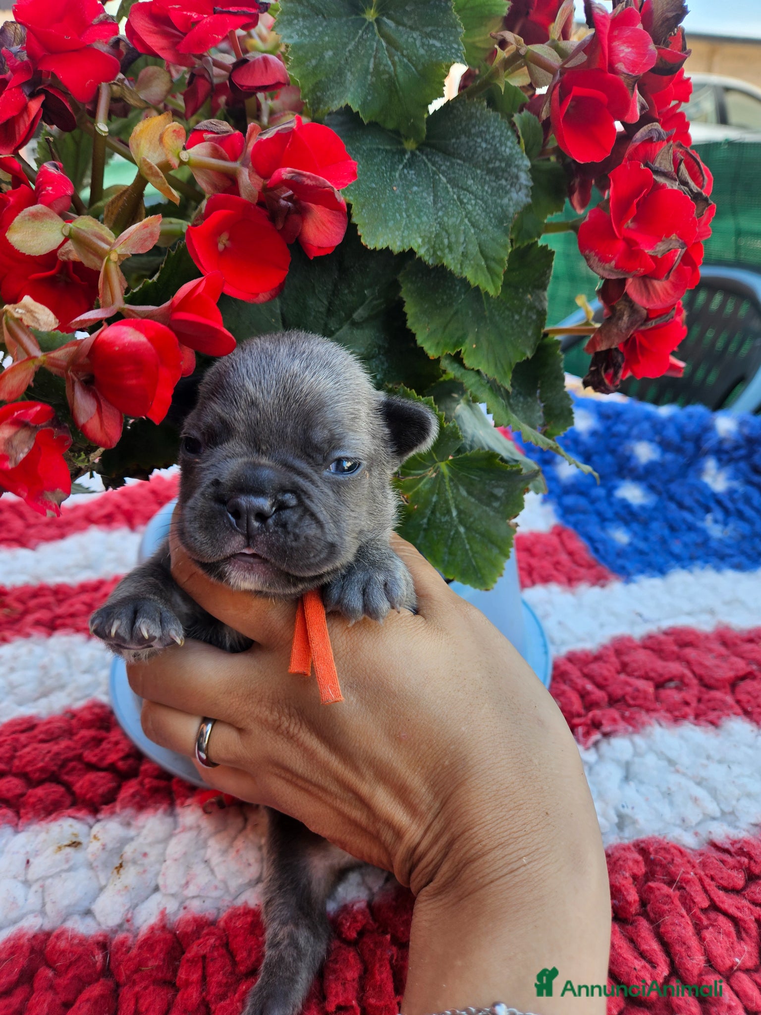 Bulldog Francese cani in vendita: Cuccioli bulldog francese fluffy - Annuncio 6
