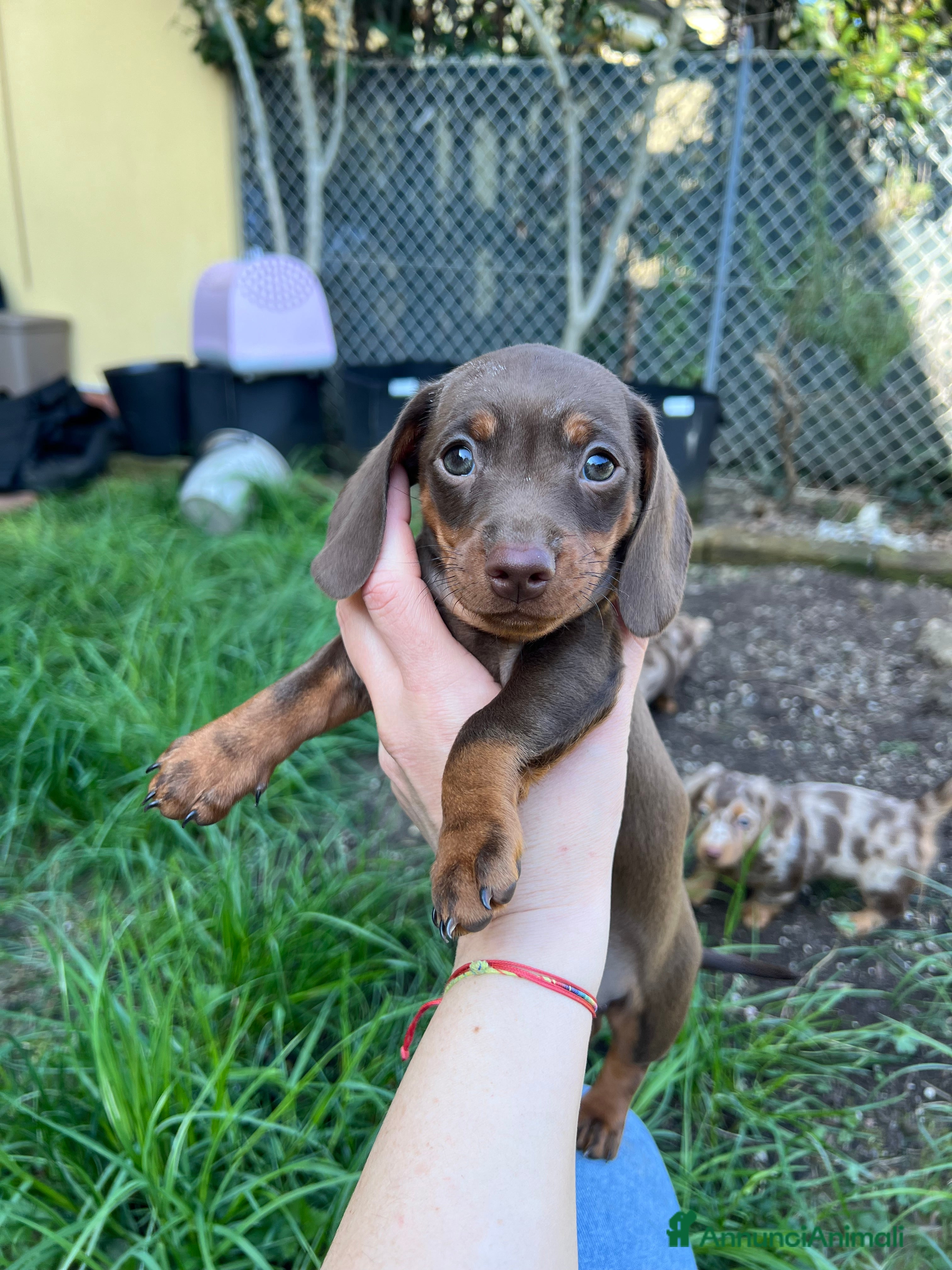 Bassotto cani Bassottina cioccolato - Annuncio 4