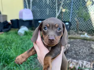 Bassotto cani Bassottina cioccolato - Annuncio 4