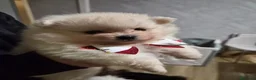 Volpino Pomerania cani in vendita: Cuccioli di Pomerania - Annuncio 7