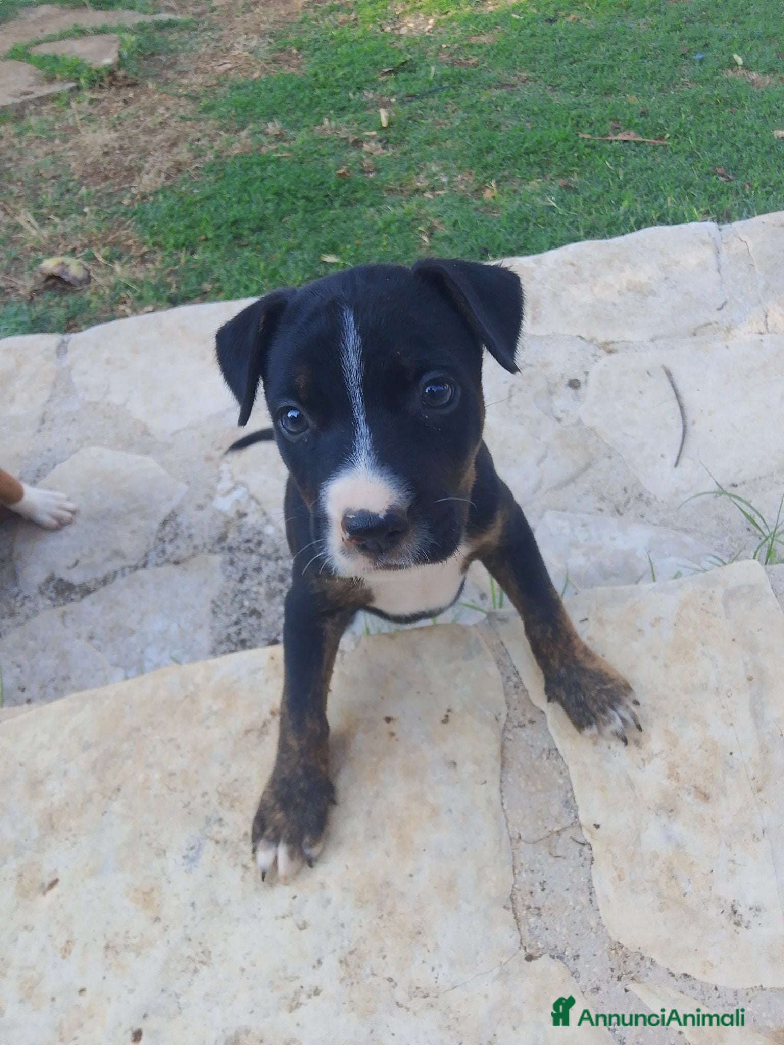 Meticcio cani Mettici in regalo - Annuncio 6