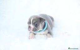 Bulldog Francese cani in vendita: Disponibili 5 cuccioli di bulldog francese❤️ a Provincia di Biella - Immagine 5