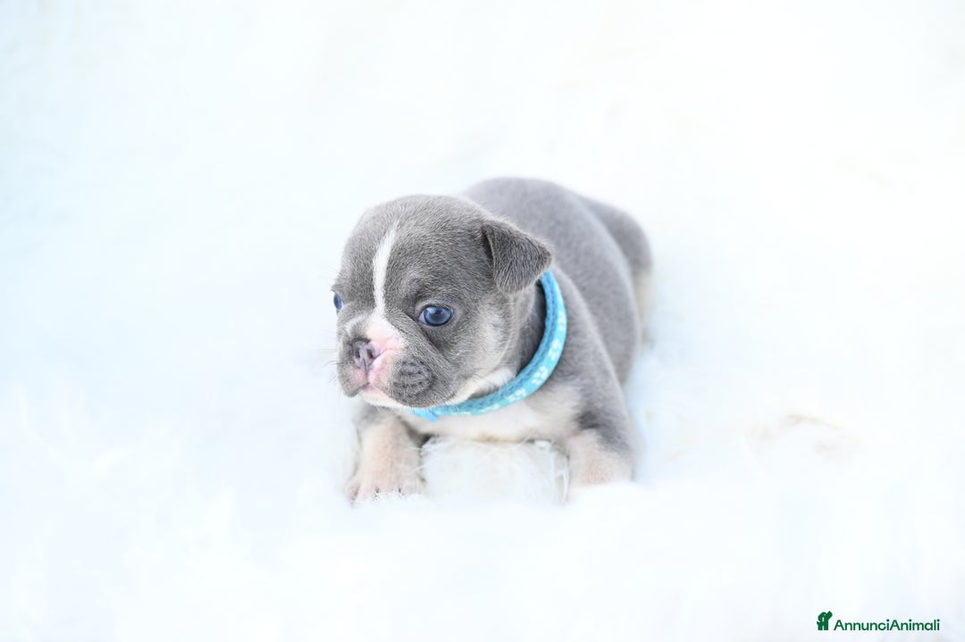 Bulldog Francese cani in vendita: Disponibili 5 cuccioli di bulldog francese❤️ a Provincia di Biella - Immagine 5