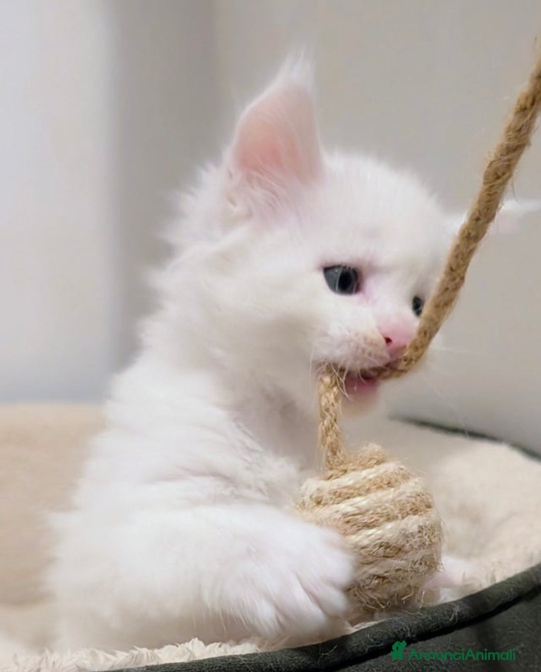 Maine Coon gatti in vendita: Bellissimi cuccioli di Maine Coon - Annuncio 6