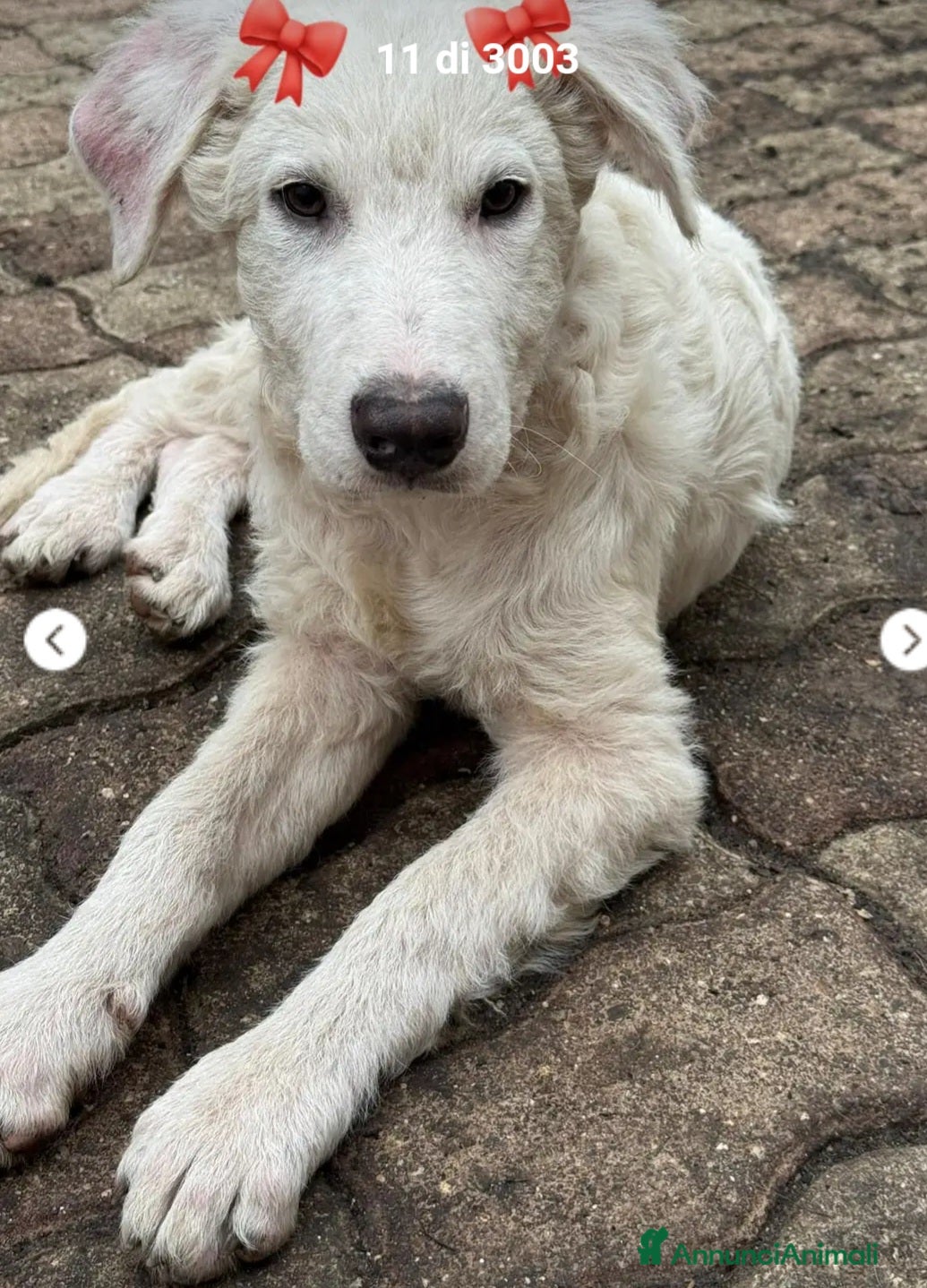 Meticcio cani 6mesi PARALIZZATA ALLE ZAMPE POSTERIORI.SOS AIUTO  - Annuncio 33