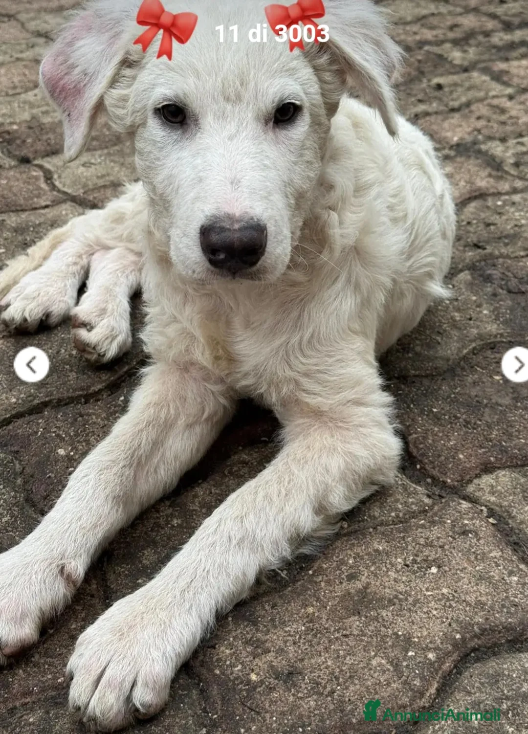 Meticcio cani in regalo: 6mesi PARALIZZATA ALLE ZAMPE POSTERIORI.SOS AIUTO  - Annuncio 1