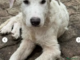 Meticcio cani 6mesi PARALIZZATA ALLE ZAMPE POSTERIORI.SOS AIUTO - Annuncio 33