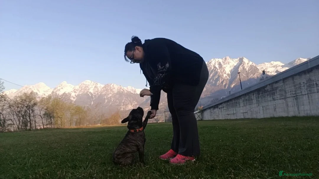 Bulldog Francese cani per accoppiamento: Bulldog francese per monta  a Provincia di Belluno - Annuncio 2