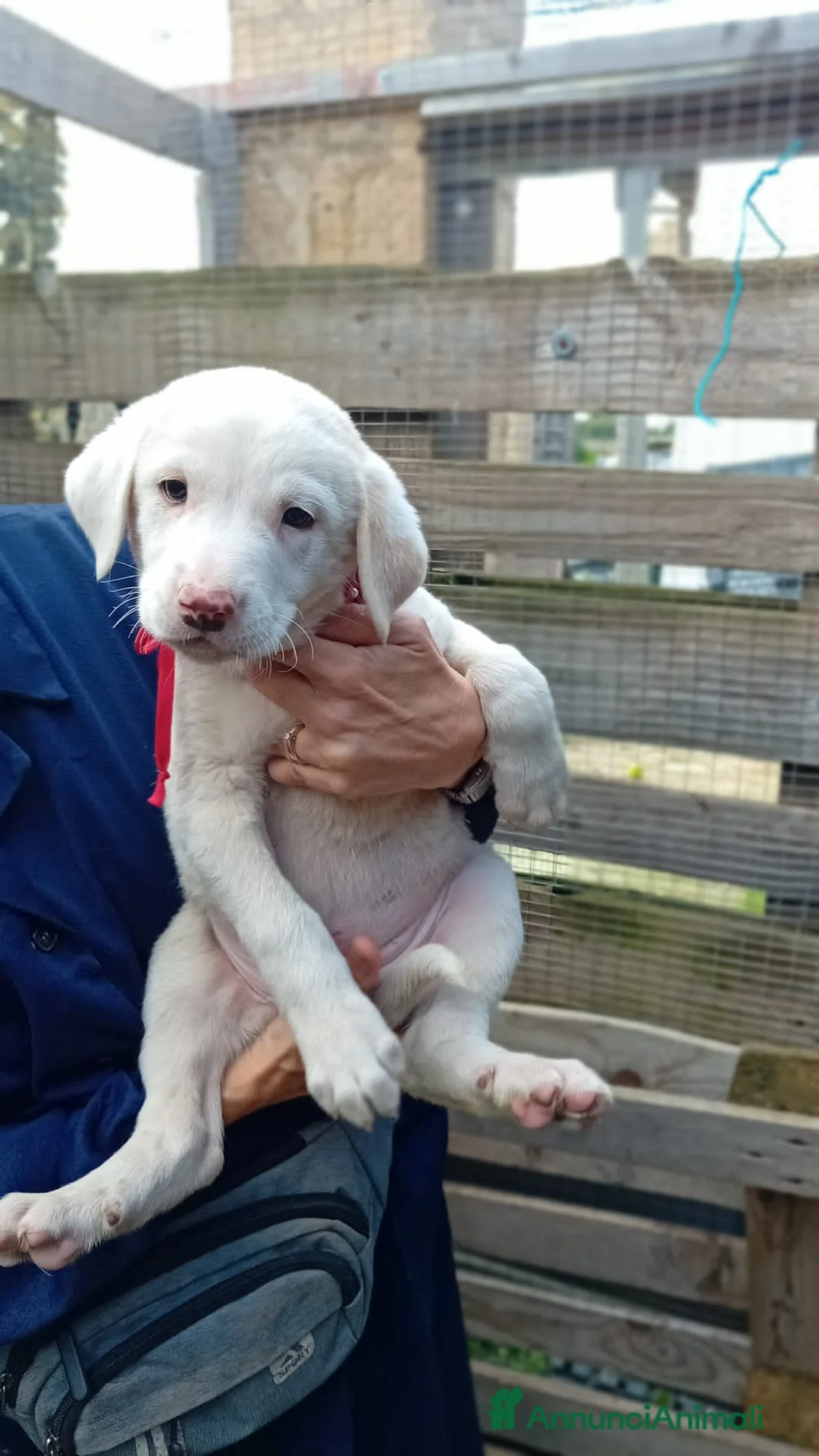 Altre razze cani in regalo: CANNELLA, CIMETTA E CARAMELLA - Annuncio 4