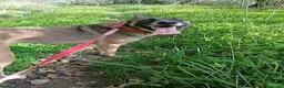 Meticcio cani in regalo: Kira, energica e dolce simil Malinois - Annuncio 5