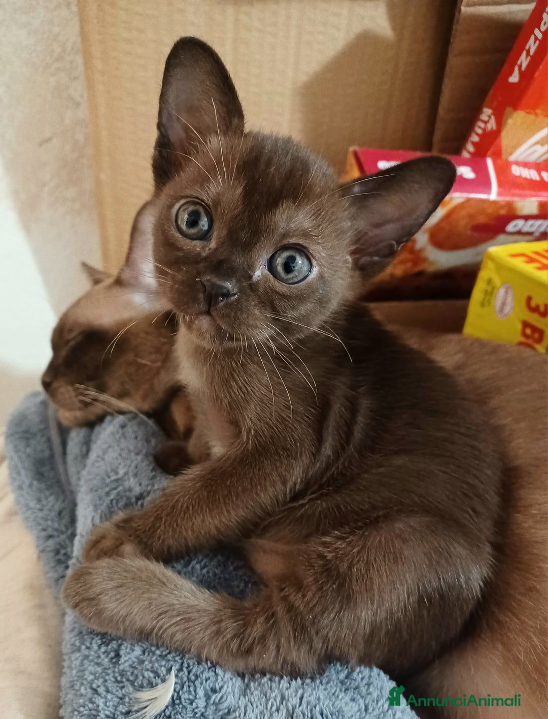 Burmese gatti in vendita: Gattini Burmesi Chocolate Brown  - Annuncio 8