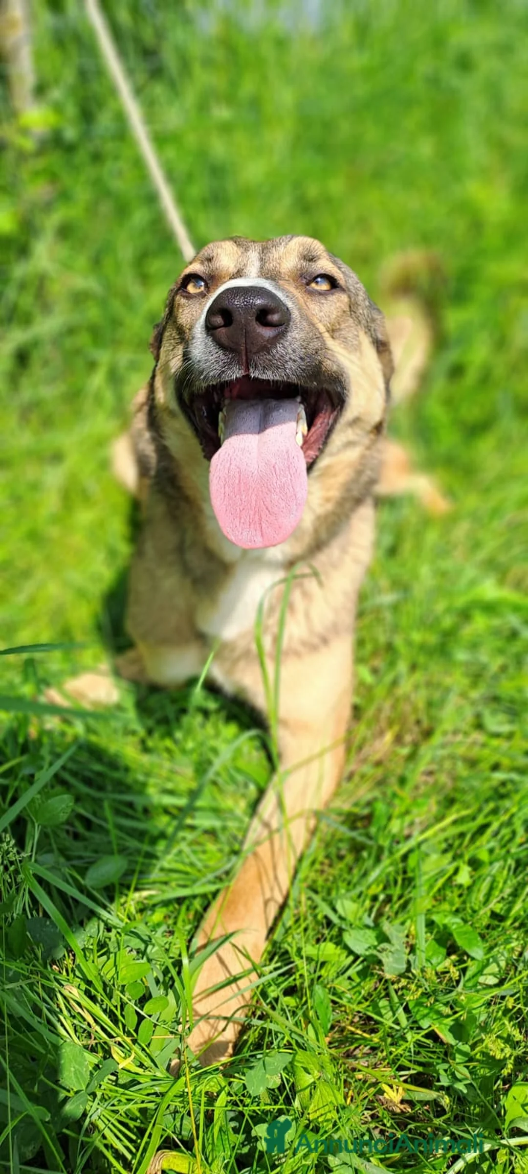 Meticcio cani in regalo: MAYA  - Annuncio 2