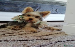 Yorkshire cani per accoppiamento: Maschio Yorkshire Toy per accoppiamento a Provincia di Brescia - Annuncio 15