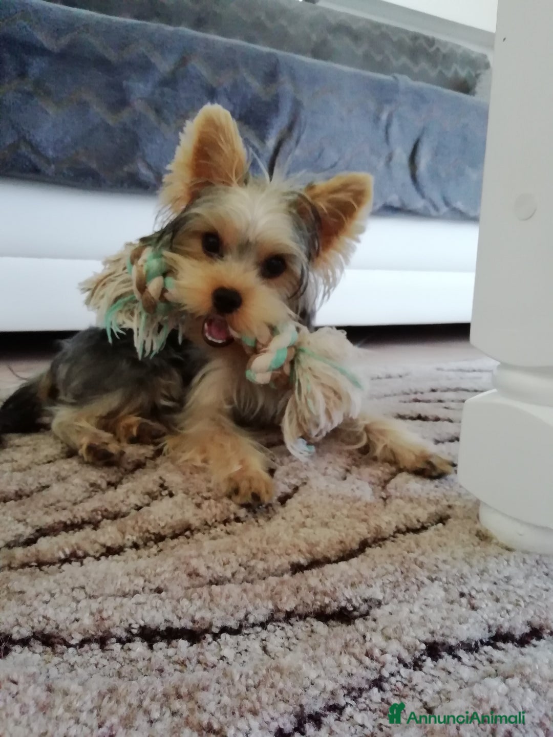 Yorkshire cani per accoppiamento: Maschio Yorkshire Toy per accoppiamento a Provincia di Brescia - Annuncio 15