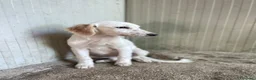 Setter Inglese cani in regalo: ADORABILE SETTERINA : BIANCA a Città Metropolitana di Firenze - Annuncio 10