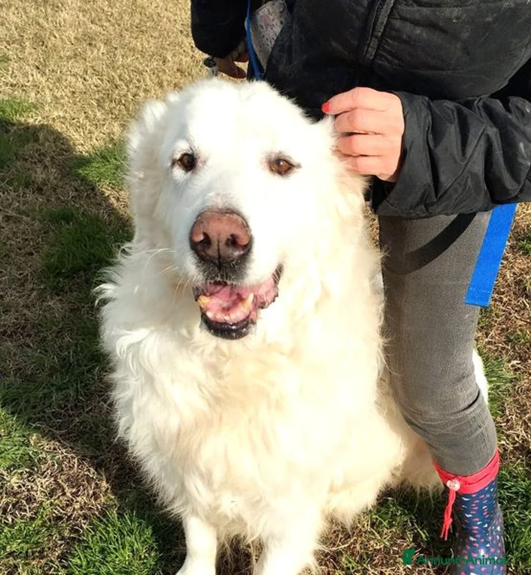 Pastore Maremmano cani in regalo: BATUFFOLOSO RUSSEL, ADOZIONE DEL CUORE a Provincia di Latina - Annuncio 9