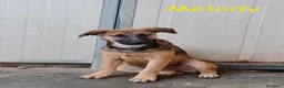 Meticcio cani in regalo: Melody e Bea dolcissime cucciole in adozione - Annuncio 9