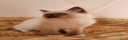 Ragdoll gatti in vendita: Ragdoll cucciolo  - Annuncio 5