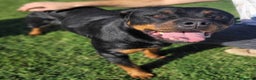 Rottweiler cani in regalo: Straordinaria Rottweiler di nome Beverly - Annuncio 2