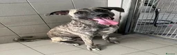 Meticcio cani in regalo: VITO MOLOSSETTO - Annuncio 17