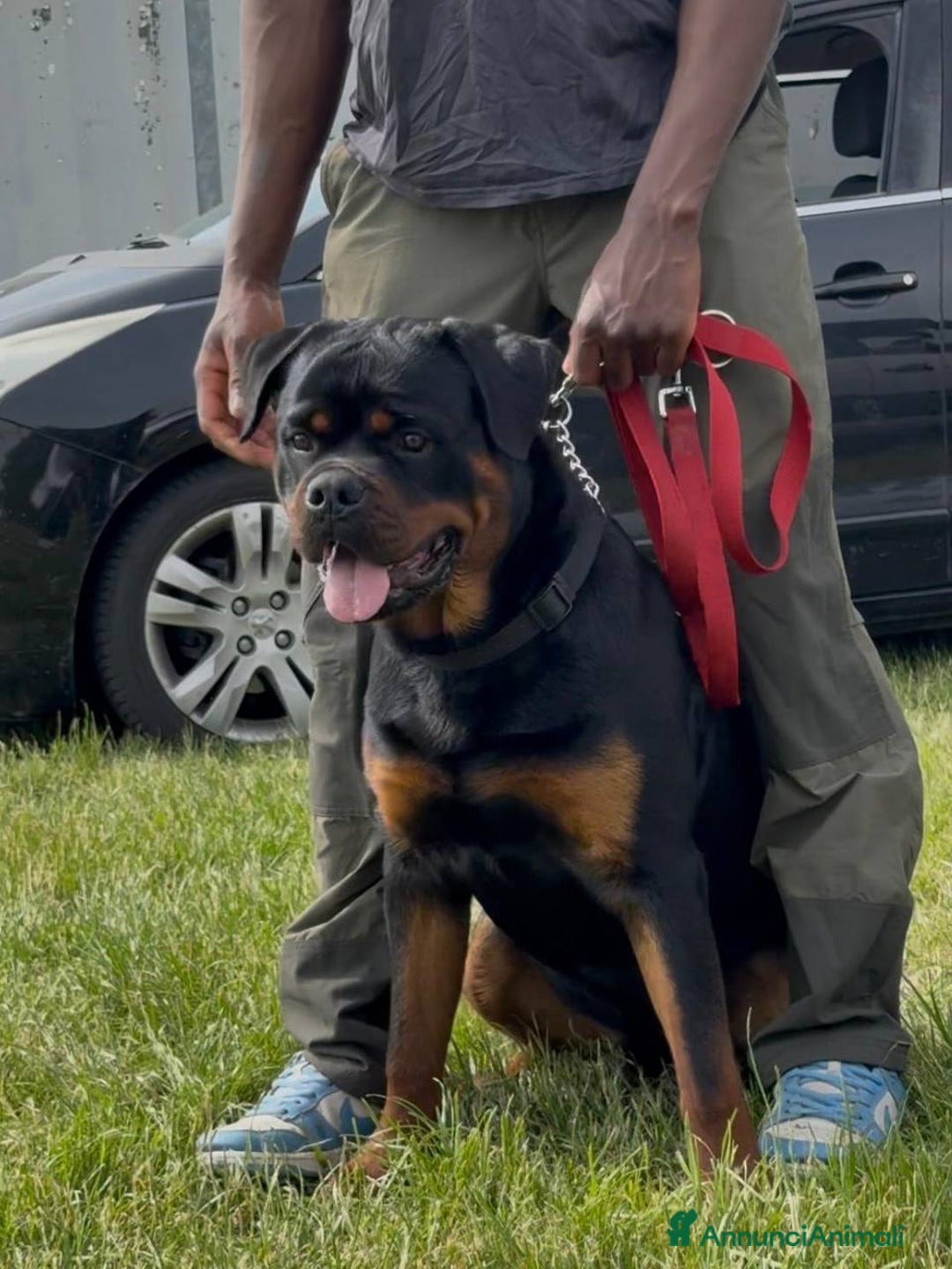 Rottweiler cani per accoppiamento: Rottweiler per monta - Annuncio 8