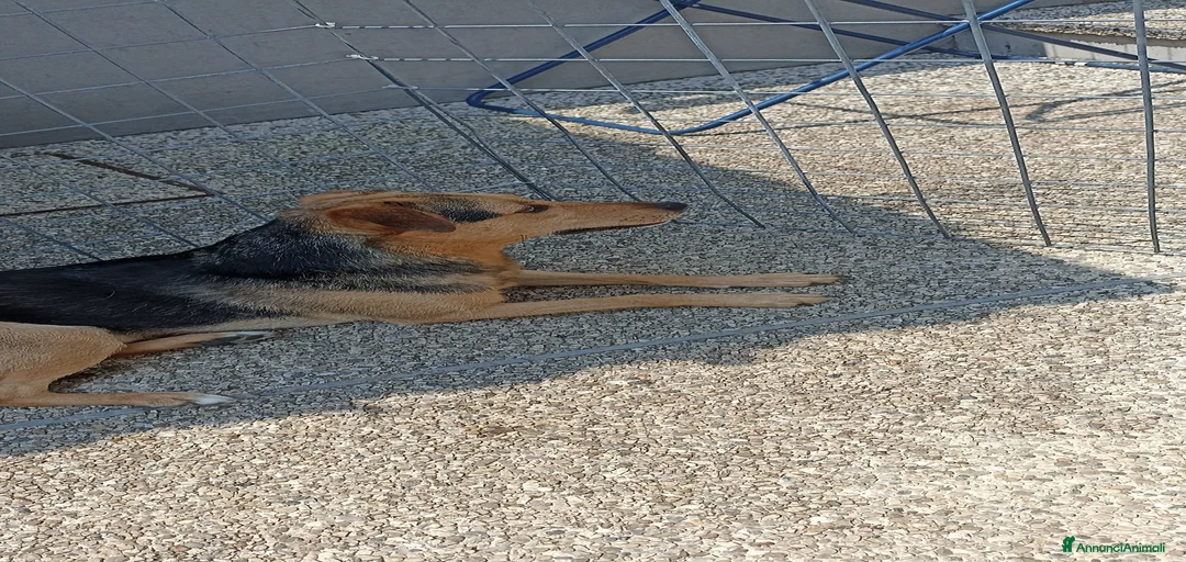 Immagine della galleria {{count}}