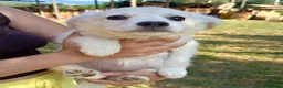 Meticcio cani in regalo: Cuccioli 2 mesi taglie medie - Annuncio 5