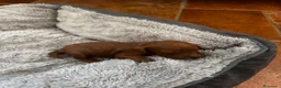 Barboncino Toy cani in vendita: Barboncini Toy Red  - Annuncio 10