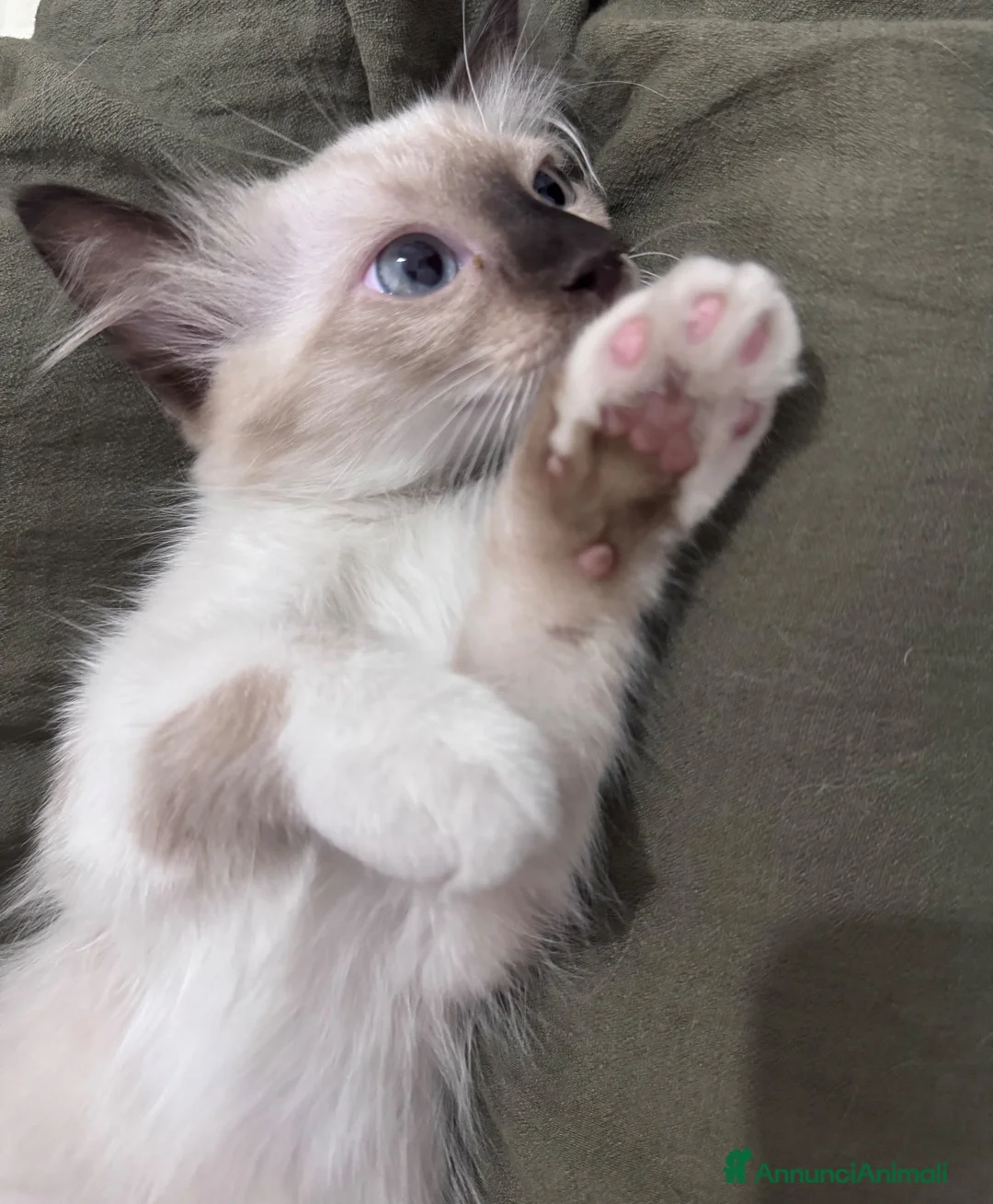 Ragdoll gatti in vendita: Ragdoll - Annuncio 3