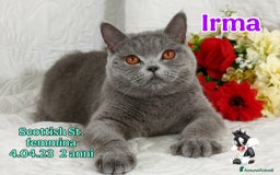 Scottish gatti in vendita: Scottish Fold/Straight  e British  a Città Metropolitana di Torino - Immagine 7