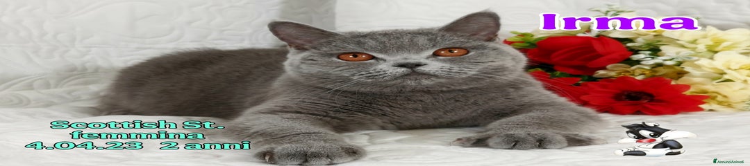 Scottish Gattino 7