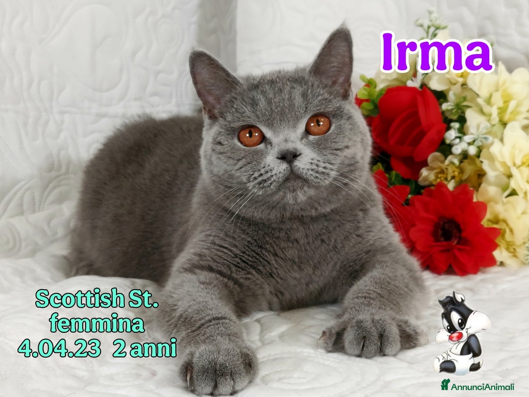 Scottish gatti in vendita: Scottish Fold/Straight  e British  a Città Metropolitana di Torino - Immagine 7