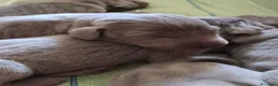 Weimaraner cani in vendita: WEIMARANER splendidi cuccioli  - Annuncio 14