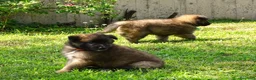 Pastore Belga cani in vendita: Vendita cuccioli pastore belga tervueren a Provincia di Brescia - Annuncio 5
