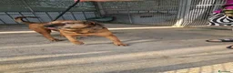 Meticcio cani in regalo: Brown: dolce e sensibile, cerca serenità  - Annuncio 4
