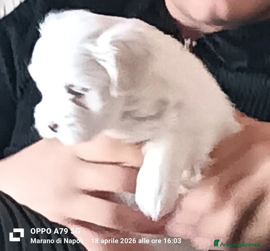 Maltese cani in vendita: Maltese cucciolo Toy maschio  - Annuncio 2