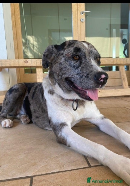 Meticcio cani STUPENDA mix Amstaff/Pastore Lagorai 18mesi.TREVIS a Città metropolitana di Milano - Annuncio 30