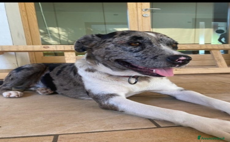 Meticcio cani a Città metropolitana di Milano - Annuncio 16